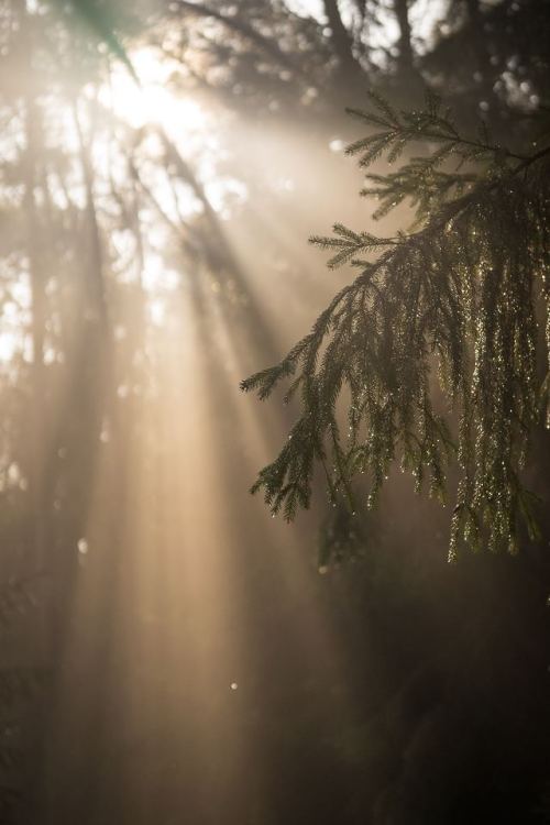 expressions-of-nature:by Dominik Kempf