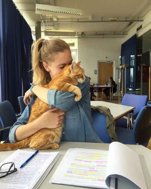 catsbeaversandducks - Cat Comes to University Every Day So She...