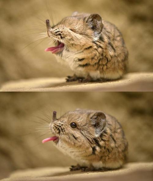 awwww-cute - Just a sneezing elephant shrew (Source - ...