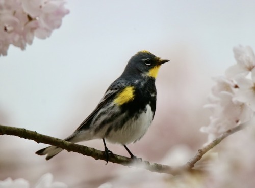 oceanodroma - A lil pollen dusted Yellow-rumped warbler in a...