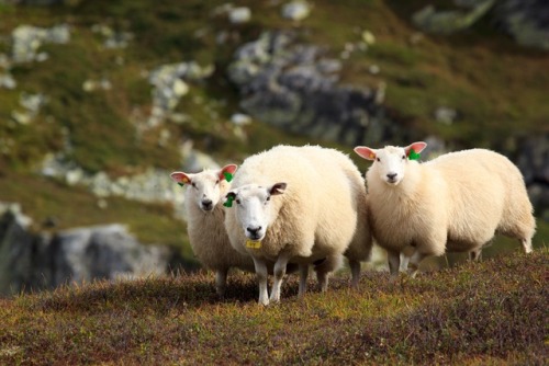 wanderlusteurope - Look at these cute widdle Norwegian sheep