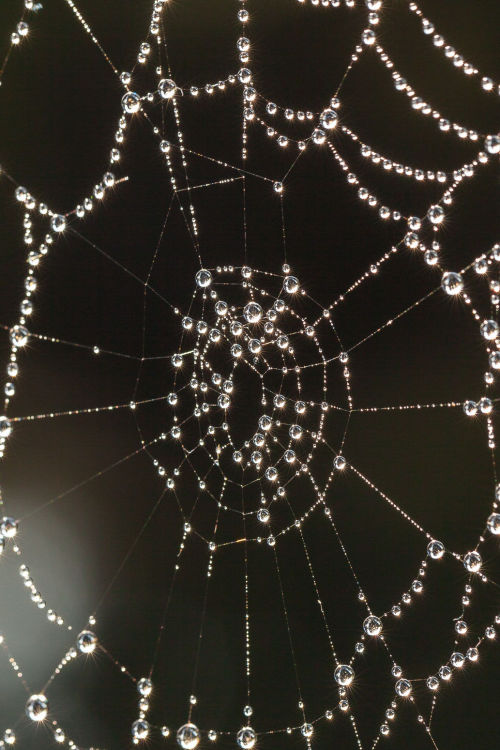 opens-at-nightfall - Another bejeweled spider web, shimmering in...