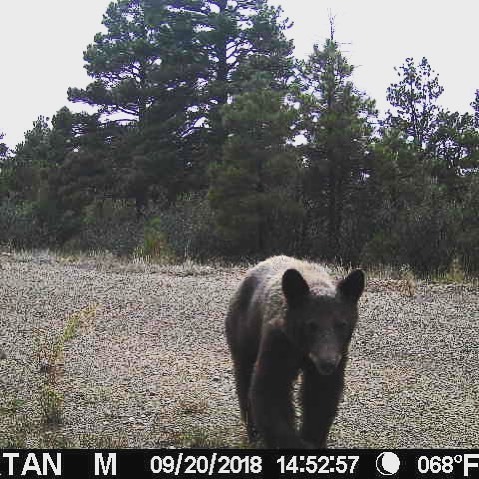 May be the best yet #bear #ranchlife #mountainlife #newmexico...