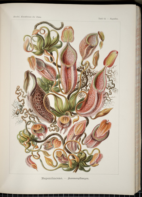 smithsonianlibraries - Nepenthes (Asian pitcher plants) are no...