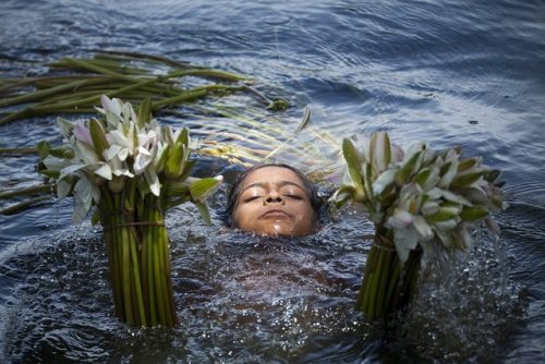 killing-the-prophet - Water lily harvesting in Bangladesh....