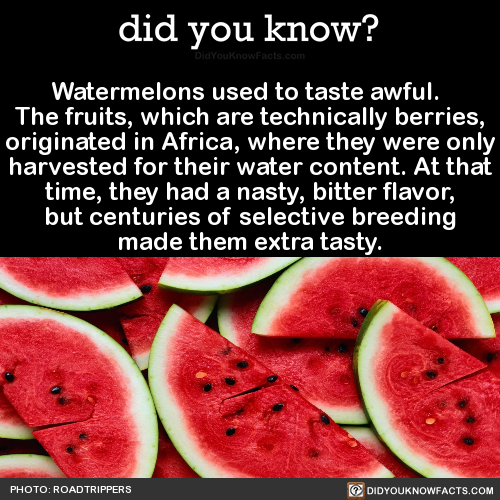 did-you-kno-watermelons-used-to-taste-awful-the