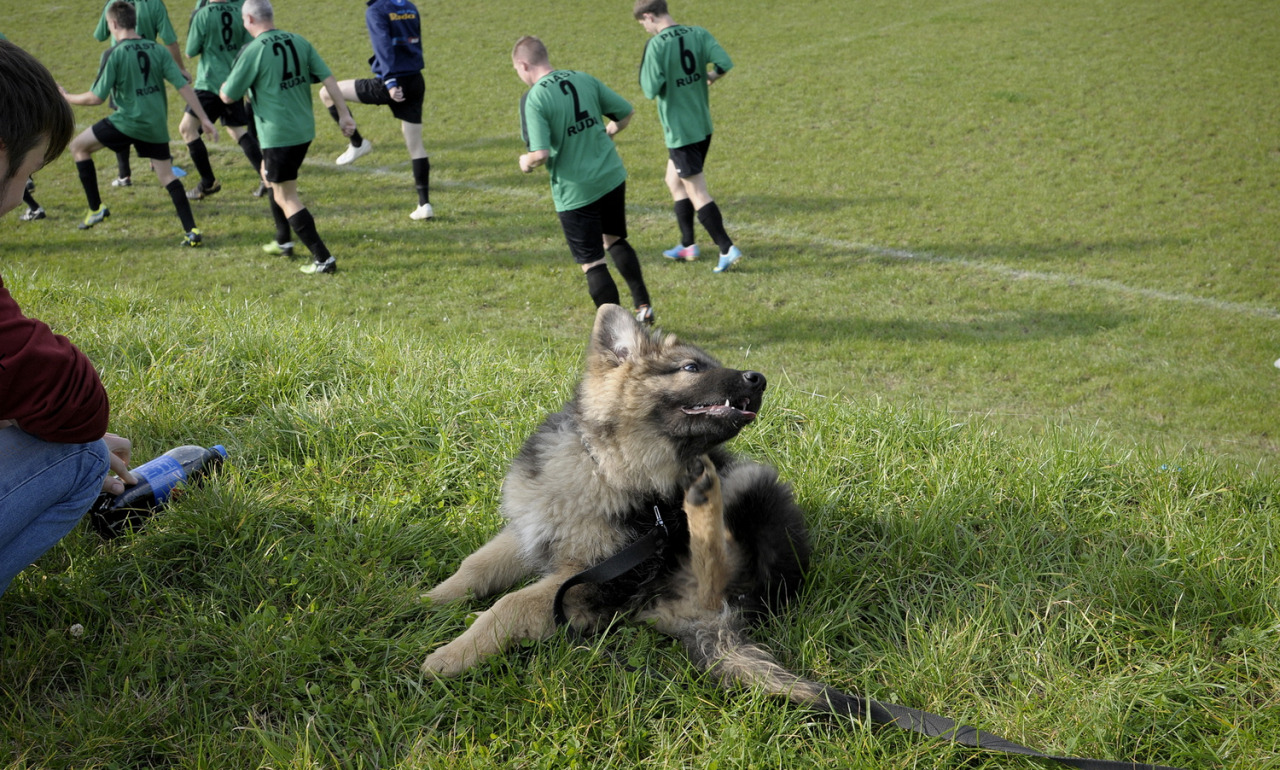 A Sense of Life Around The Game: Non-League in Poland by Przemek Niciejewski Far from full stadiums, there are onlookers of every kind watching the wondrous non-league football around Poland. From cars that pull over to dogs that want to pitch...
