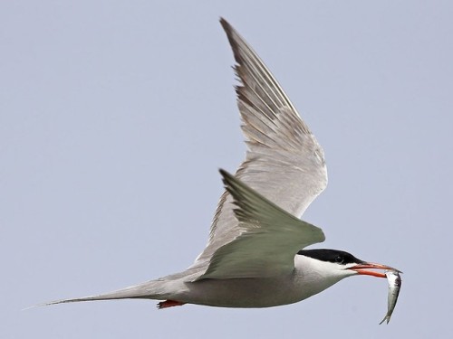 White-cheeked tern - Sterna repressa