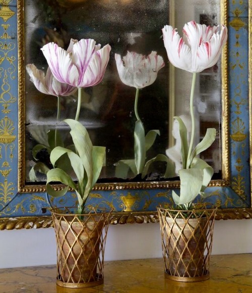 thevisualvamp - Tulips