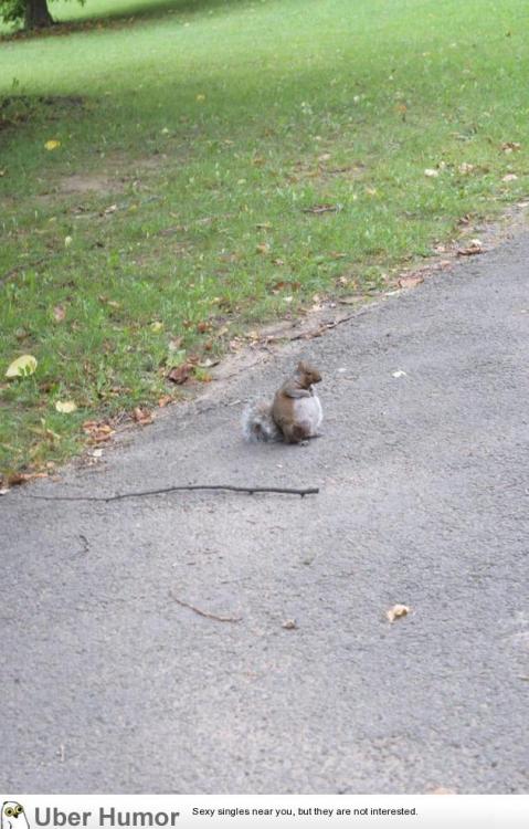 alittledropofheaven - failnation - Saw a pregnant squirrel for the...