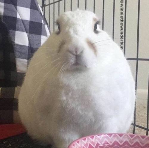 bunsxbunsxbuns - Does your rabbit bite? No. She judges.