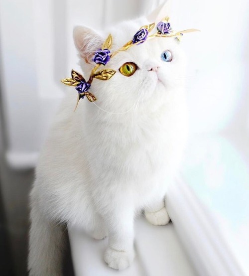 smouldered - animals-lovers - (Source)this cat is prettier...