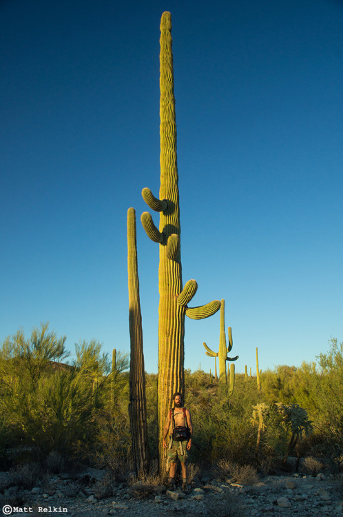 nolonelyroads - Giant Saguaro Cactus, Organ Pipe cactus National...