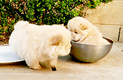 puppygifs - [x] - Chow Puppy Can’t Get Out Of Bowl