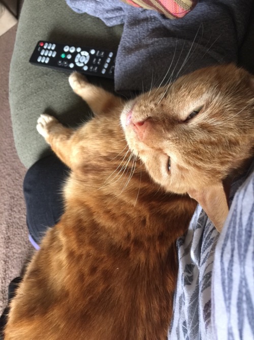 anna-hates-meanies:anna-hates-meanies:1 like: one pat for Cheddar1 reblog: one SMOOCH for...