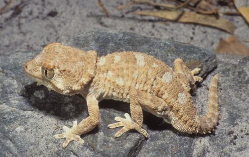 typhlonectes:Helmeted Gecko, Tarentola chazaliae, family...