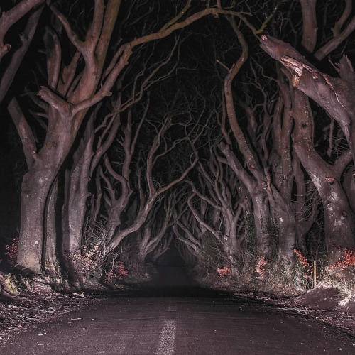 thisobscuredesireforbeauty - The Dark Hedges, Northern...