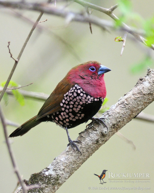 rockjumperbirdingtours - Photo of the Day – The Pink-throated...