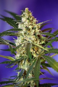 justforrelaxation - indica weed cannabis marijuana sativa ganja...