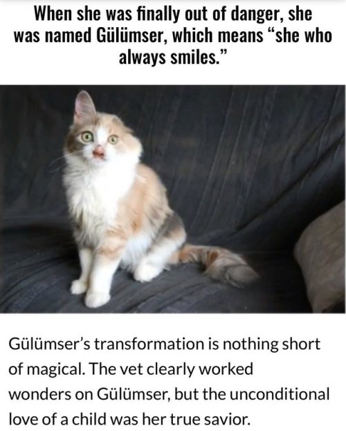 i-have-no-gender-only-rage - cat rehabilitation story 