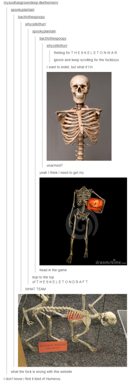 skeletonmemes420 - cats-and-nerdy-stuff - itsstuckyinmyhead - The...