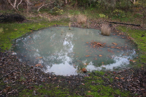 photogenic-falcon:I came across this very odd pond in a forest