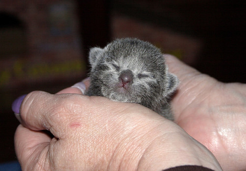 kittehkats - Kittens Sleeping in Peoples Hands