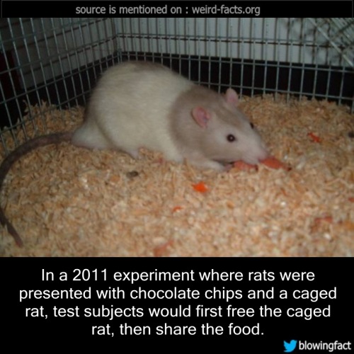 mindblowingfactz - In a 2011 experiment where rats were...