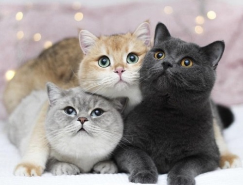 justcatposts:The most beautiful cats that you will see today