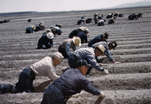 historicaltimes - Japanese-American farmers working at Tule Lake...