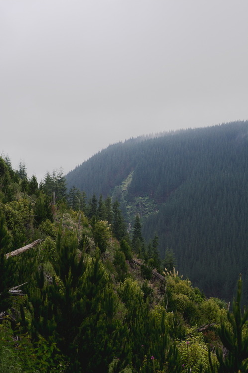 photographybywiebke - Hillsides in the Rotorua Redwood Forest,...