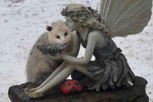 opossummypossum:So I found this photoset in one of the opossum...