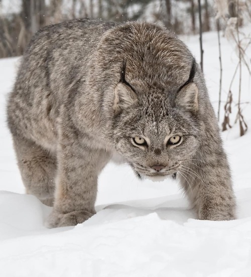Canada Lynx, Yukon by © kevinpepperphotography