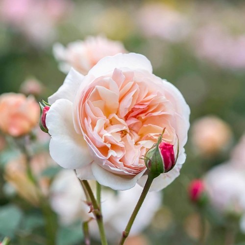 florealegiardini - A Shropshire Lad. English Climbing Rose bred...