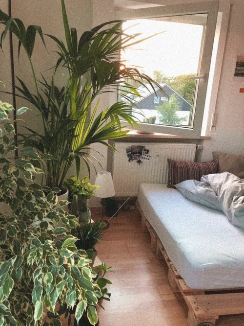 noetig - i’m filling the void with adopting as many plants as...
