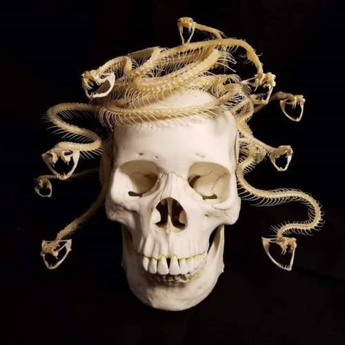 forgottenboneyard:Medusa’s Skull - Nearly finished, come see...