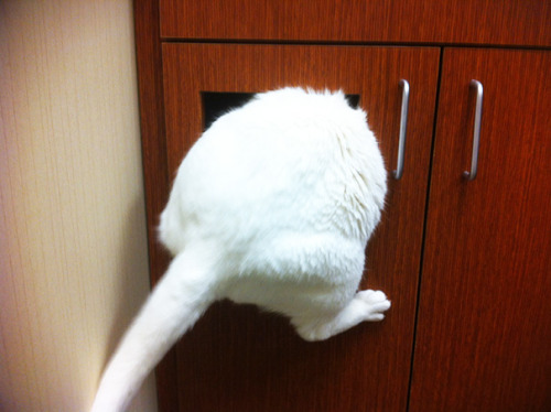 awesome-picz - Cats Who Just Realized You Took Them To The Vet