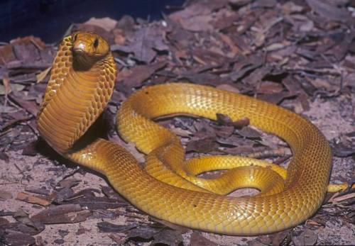 typhlonectes - Cape Cobra (Naja nivea), yellow form, family...