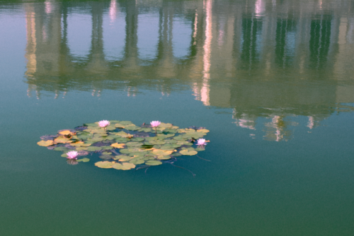 semifleur - water lilies and reflections  Schönbrunn, Vienna //...