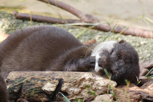 dailyotter - Little Otter Happily Nibbles Her PawVia...