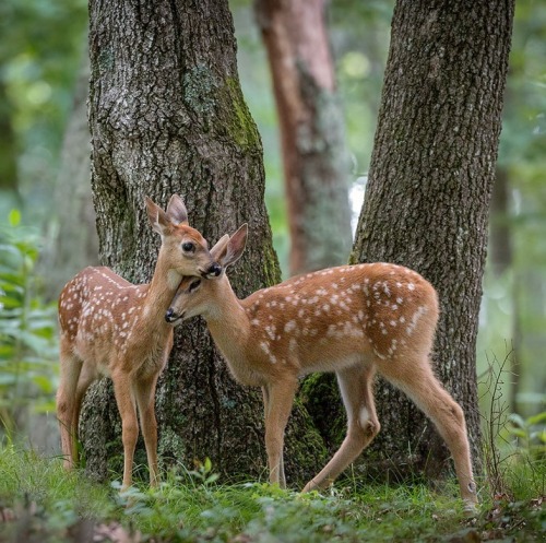beautiful-wildlife:Together by Nick Kalathas - Nature’s...