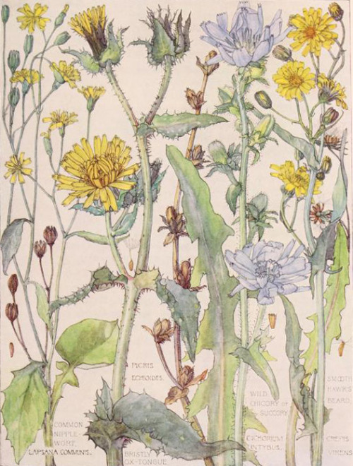 heaveninawildflower:The Daisy Family.Arts and Crafts-style...