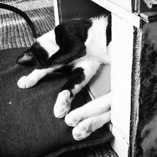 Welcome to Felix home!! Me and you. #cat #ilovemycat #lovecats...