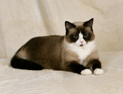 coolcatgroup - ryuraven - Is this a catpuccino?No that is a...