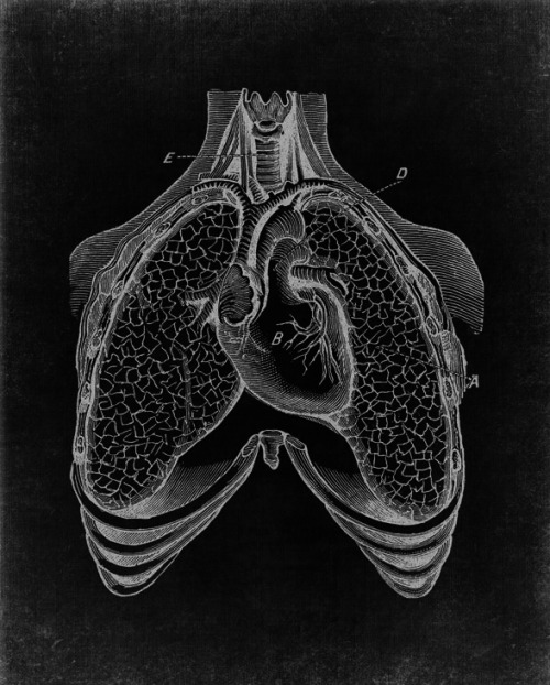 chaosophia218 - Antique Anatomical Illustration of Heart and...