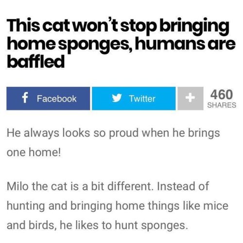 justcatposts - now this is the type of news i want to read about