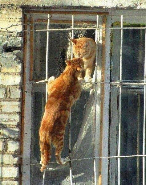 ilovecats4ever - oh to be young and in love