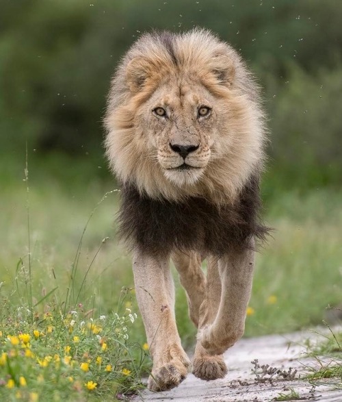 beautiful-wildlife - Male Lion, Central Kalahari Game Reserve by...