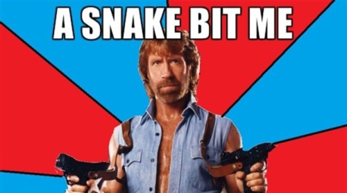 about-7-bees - about-7-bees - i discovered that you can make chuck norris memes infinitely funnier by...