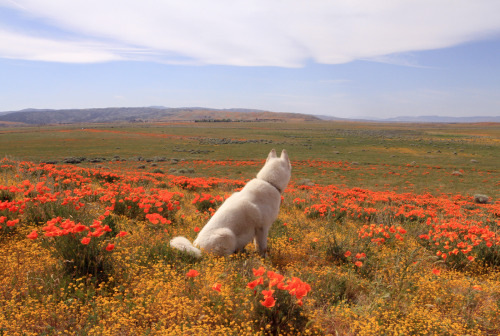 johnandwolf - Antelope Valley Poppy Fields, CA / March 2015